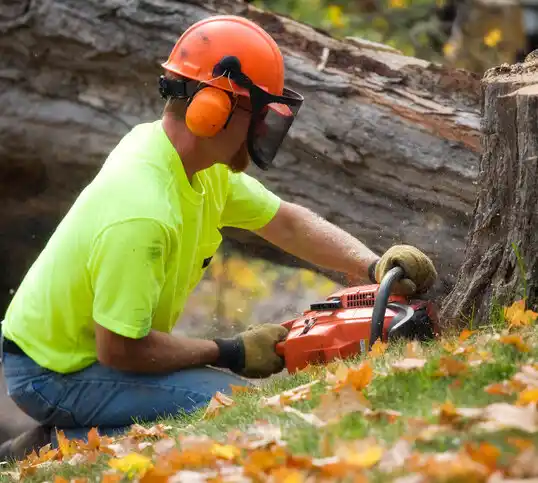 tree services Wildwood Crest